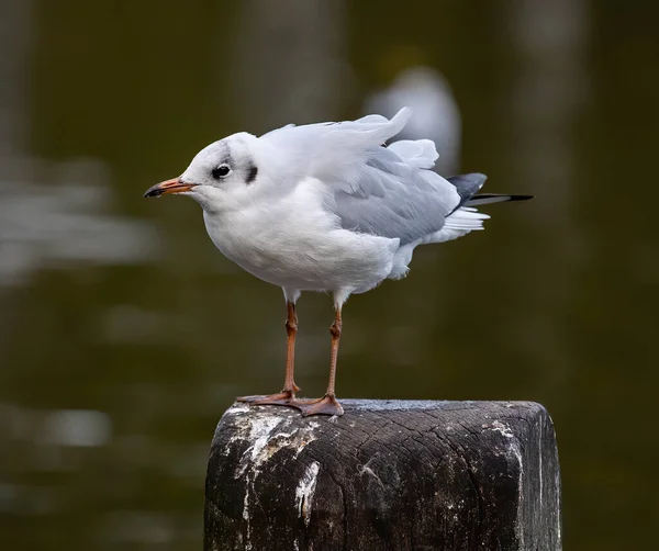 Closeup White Gull Sitting Branch Tree — Stok fotoğraf