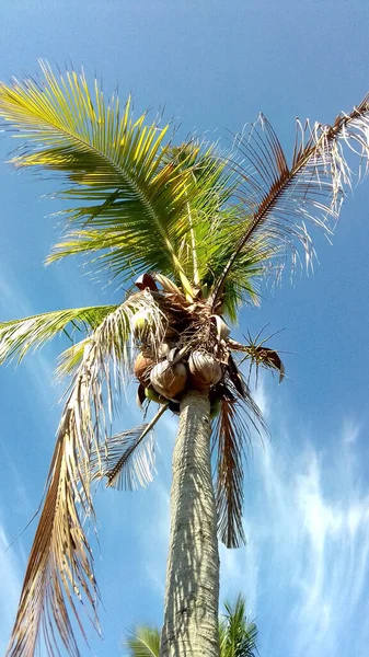 Vertical Shot Coconut Tree Blue Sky Philippines — Stock Photo, Image