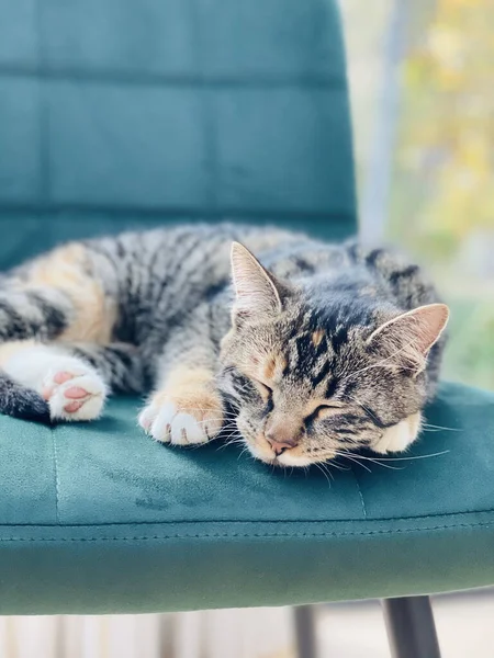 Närbild Söt Sovande Kattunge Soffa — Stockfoto