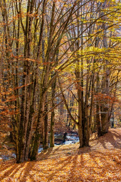 Vertical Shot Stream Deciduous Forest Yellowed Trees Sunny Autumn Day — стоковое фото