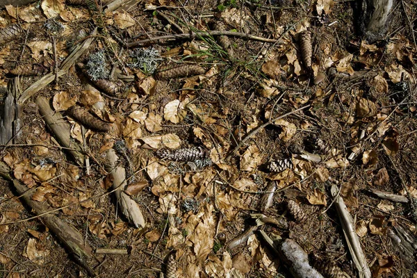 Top View Dirty Dry Forest Floor Small Pieces Tree Branches — Fotografia de Stock