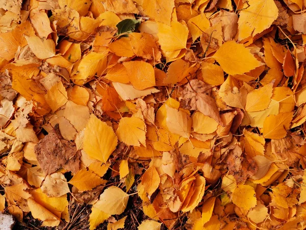 Yellow Fallen Leaves Ground — Fotografia de Stock