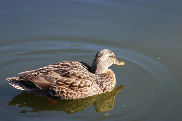 Closeup Shot Brown Mallard Duck Swimming Lake Garden — стоковое фото