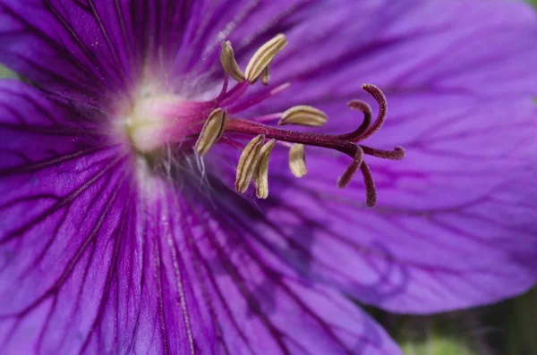 Beautiful Purple Geranium Flower Blooming Garden — Stok fotoğraf