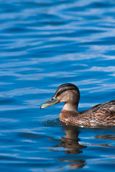 Vertical Shot Duck Swimming Lake — Stockfoto