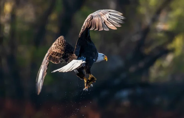Shallow Focus Shot Bald Eagle Flight — Stockfoto