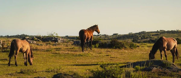 Schöne Aufnahme Einer Gruppe Von Pferden Die Auf Einer Hangwiese — Stockfoto