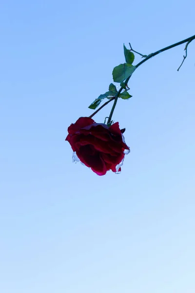 Vertical Shot Red Rose Winter — Stock fotografie