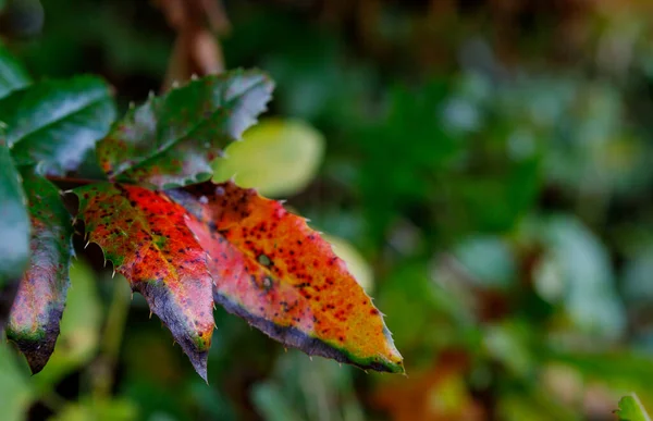 Selective Focus Shot Autumnal Leaves Plant — Stock Fotó