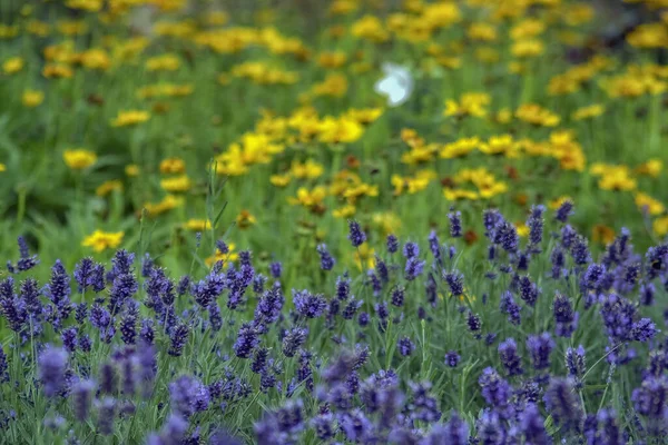在一个阳光灿烂的日子里 田野里生长着一束美丽的五彩缤纷的花 — 图库照片