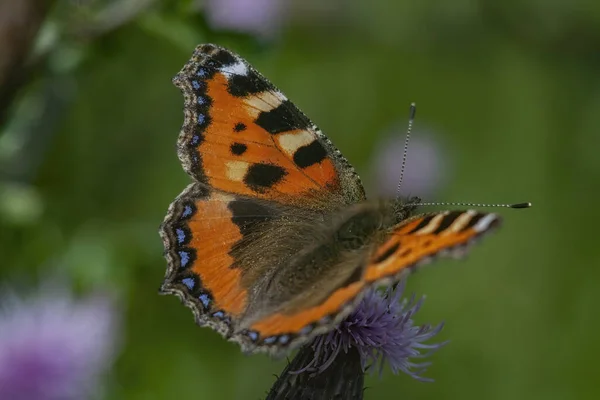 Closeup Shot Beautiful Butterfly Flower Garden — стоковое фото