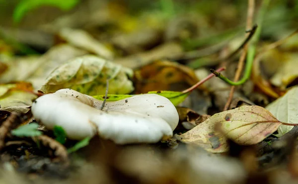 Selective Focus Shot Aspen Mushroom Surrounded Autumnal Leaves — Stockfoto