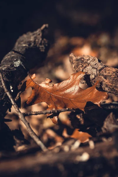 Vertical Closeup Shot Dried Autumn Leaves Blurred Background — Stock fotografie