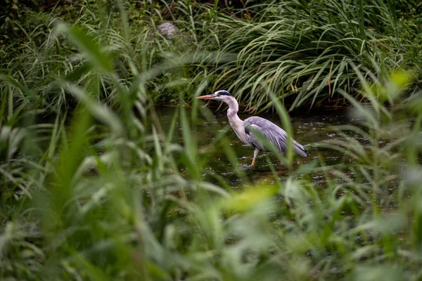 Gray Heron Bird River —  Fotos de Stock