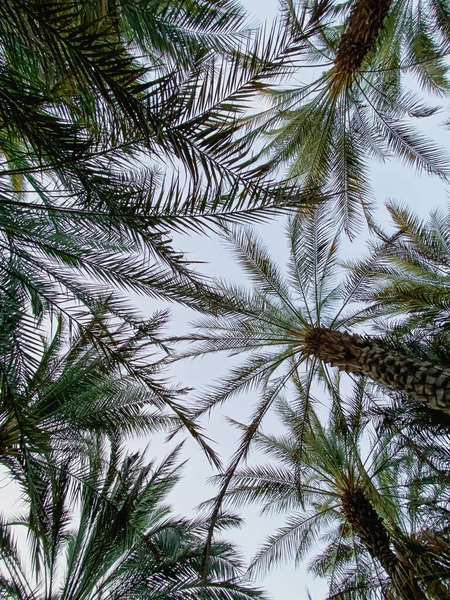 Palm Trees Date Farm Oasis Ain Egyesült Arab Emírségek — Stock Fotó