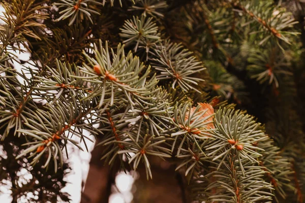 Selective Focus Shot Pine Branches Growing Forest — Stok fotoğraf