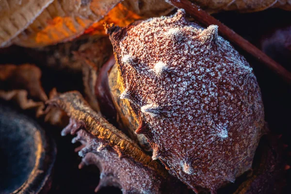 Closeup Shot Frozen Chestnut Shells — Stockfoto