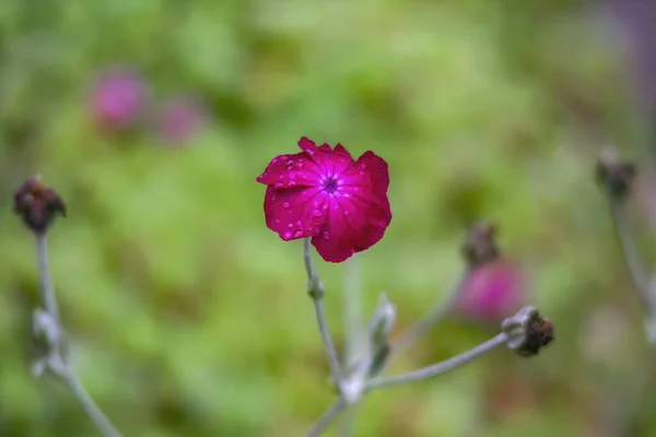 Closeup Shot Beautiful Flower Blossoming Blurred Background — 스톡 사진