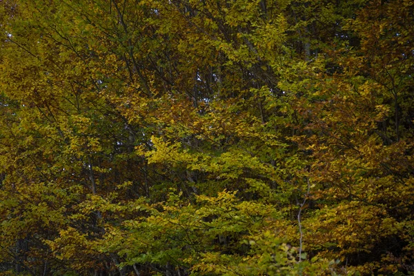 Fascinating Landscape Trees Pyrenees Mountains Autumn — стокове фото