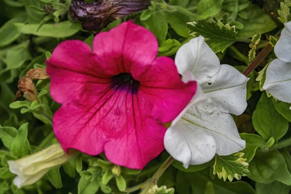 Close Shot Beautiful Flowers Blossoming Garden — Fotografia de Stock