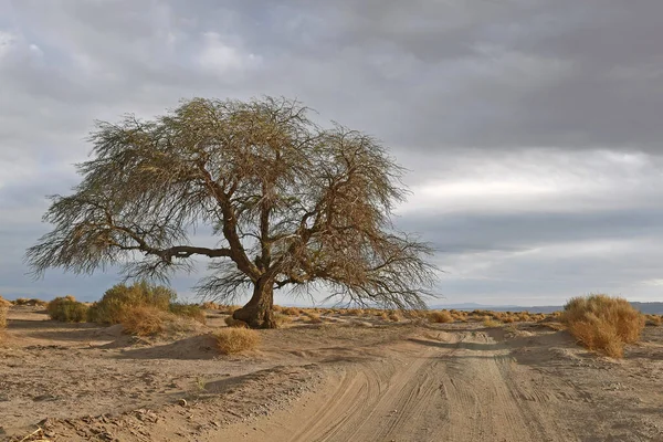 Ένα Τοπίο Ένα Μοναχικό Δέντρο Στην Έρημο Ατακάμα Μια Ζοφερή — Φωτογραφία Αρχείου