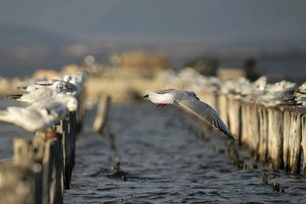 Close Shot Beautiful White Seagulls Wooden Breakwater — Stock Fotó