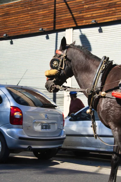 Buenos Aires Argentina 2021 Disparo Vertical Caballo Cargando Personas Ciudad — Foto de Stock