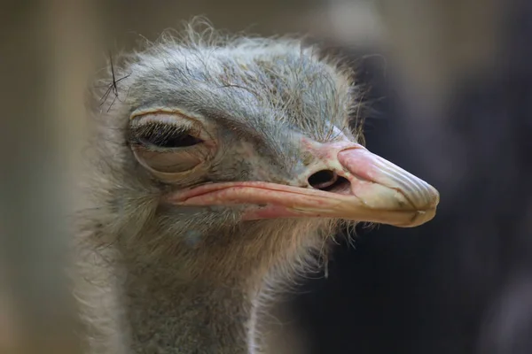 Selective Focus Shot Ostrich Face — Fotografia de Stock