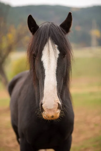 Closeup Black Horse Farm — Stock Photo, Image