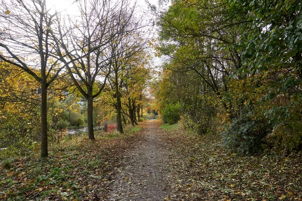 Ein Schöner Blick Auf Herbstbäume Auf Einem Feld — Stockfoto