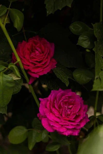 Belles Roses Roses Fleurissent Dans Jardin — Photo