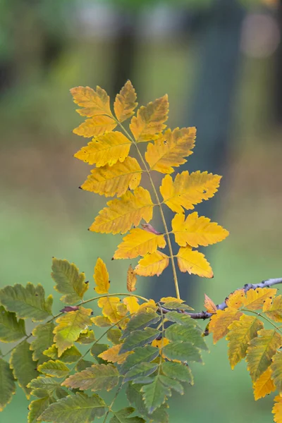 Vertical Shot Yellow Leaves Tree Branch Blurred Background — Stock Fotó