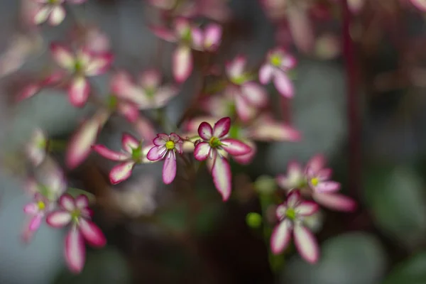 Beautiful Shot Flowers Blooming Garden — Fotografia de Stock