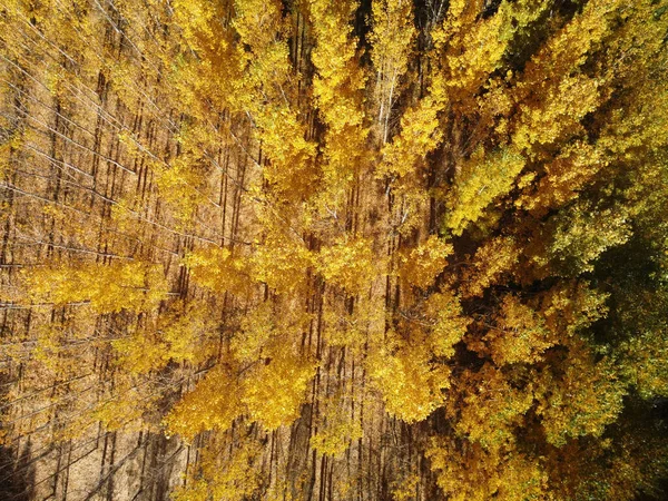 Αεροφωτογραφία Των Φθινοπωρινών Δέντρων Στο Δάσος Του Albarracin Aragon Ισπανία — Φωτογραφία Αρχείου