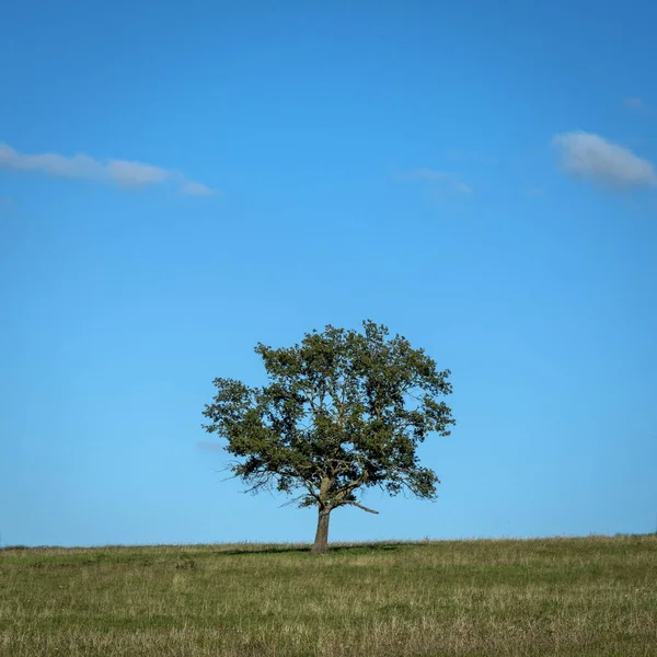 Single Tree Growing Green Field Blue Sky — 스톡 사진
