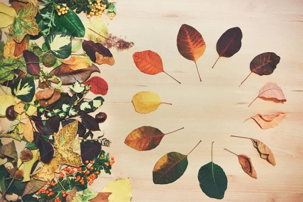 Beautiful Shot Colorful Autumn Leaves Flowers Wooden Background — 스톡 사진