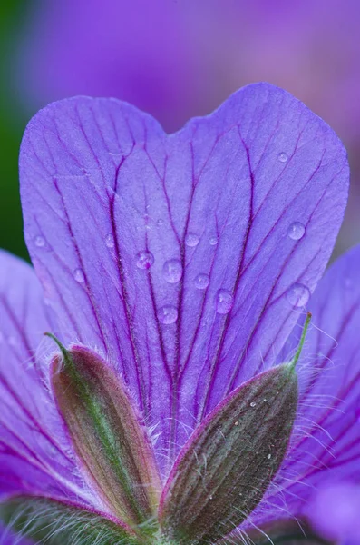 Purple Geranium Flower Dewdrops Garden — Stock Photo, Image