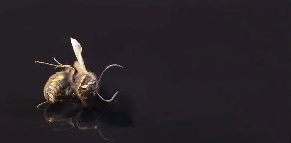 Dead Wasp Isolated Reflecting Black Ground Copy Space Panorama — Fotografia de Stock