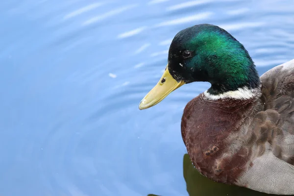 Closeup Cute Little Mallard Drake Duck Swimming Peacefully Calm Lake —  Fotos de Stock