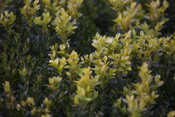 Closeup Green Foliage Buxus Genus Seventy Species Family Buxaceae — стокове фото