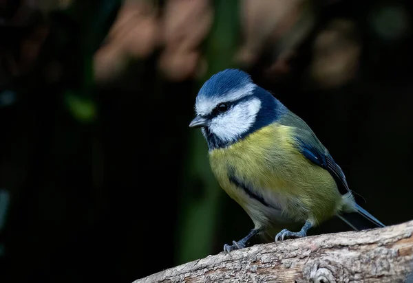 Shallow Focus Eurasian Blue Tit Bird — Stok fotoğraf