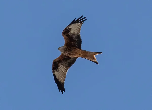 A beautiful shot of a kite bird flying in the blue sky