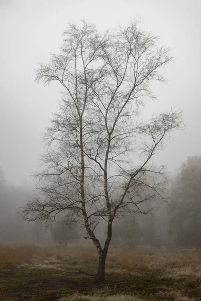 Arbre Solitaire Isolé Bouleau Stérile Tôt Matin Gouttes Rosée Brumeuse — Photo