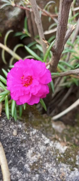 Closeup Beautiful Moss Rose Purslane Garden — Foto Stock