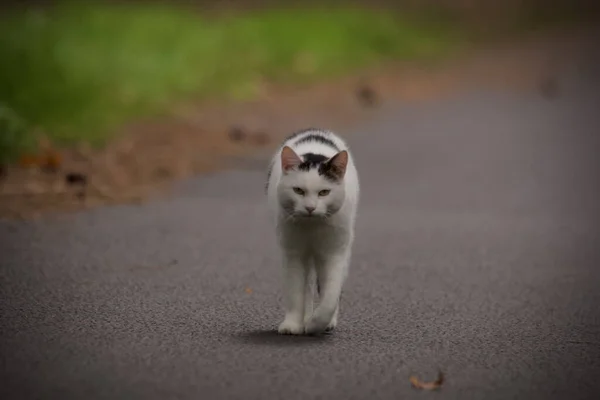 トレイルを歩くかわいい猫のクローズアップ — ストック写真