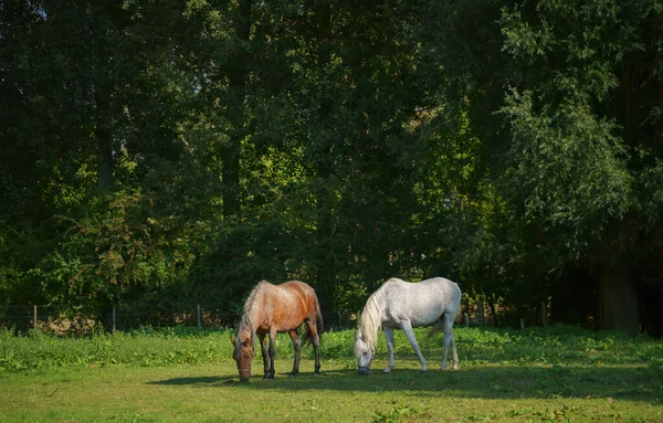 Serene View Two Graceful Horses Grazing Pasture Daylight — Φωτογραφία Αρχείου