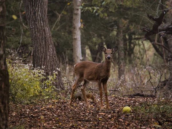 Doe Deer Ernie Miller Nature Center Olathe Kansas Usa — Fotografia de Stock