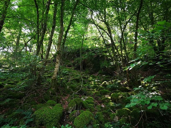 Natural Landscape Forest Sunlight — Foto de Stock