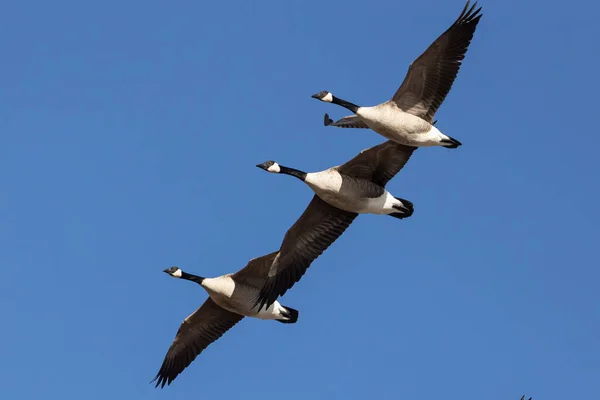 Low Angle Shot Three Canada Geese Flying Sky — Stock fotografie