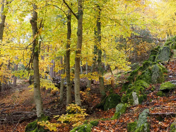 Uma Floresta Molhada Durante Outono — Fotografia de Stock
